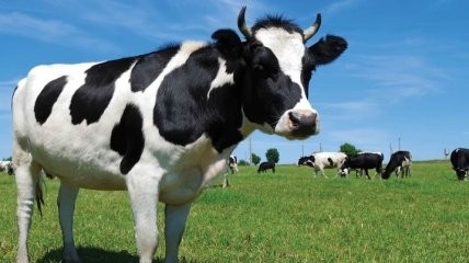 Create meme: black and motley breed of cows, Kholmogorskaya breed of cattle, a black and mottled cow