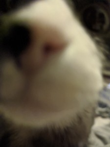 Создать мем: кошка усы, нос с усами кота, котики