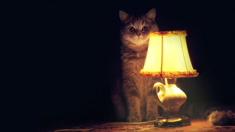 Создать мем: кошка ночью, ламповый кот, настало время офигительных историй