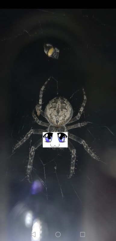 Создать мем: паук с белым крестом, паук крестоносец, серый паук