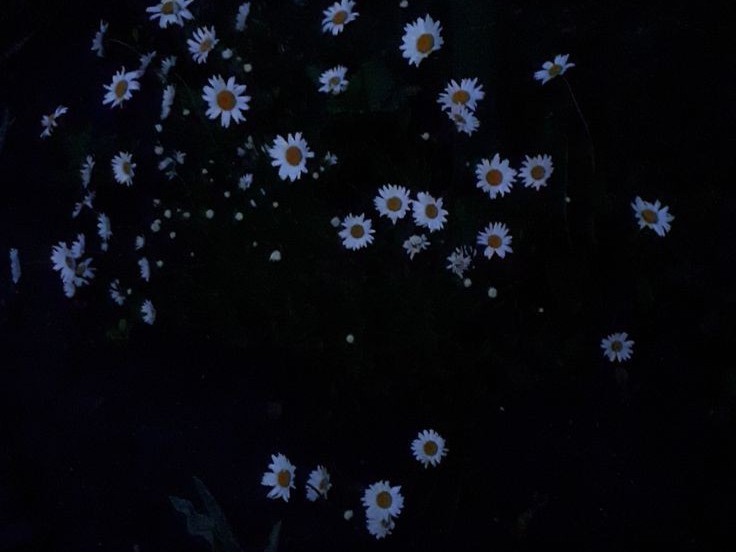 Create meme: chamomile aesthetics, background with daisies aesthetics, aesthetics flowers background