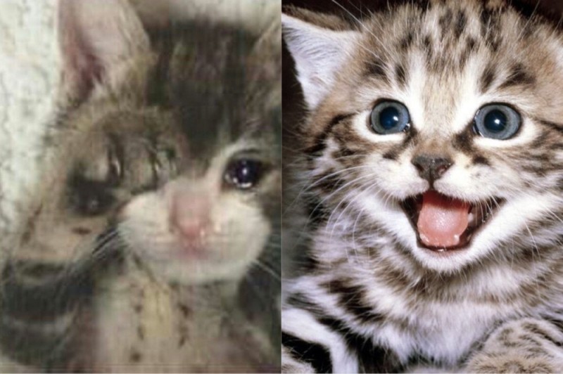 Create meme: cute kitten, seals , smiling cat