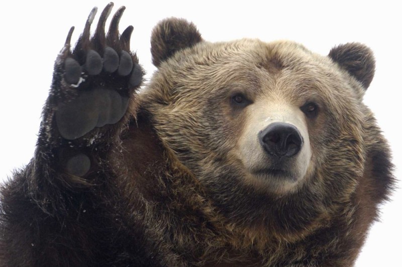 Создать мем: медведь медведь, медведь машет лапой, медведь гризли зимой