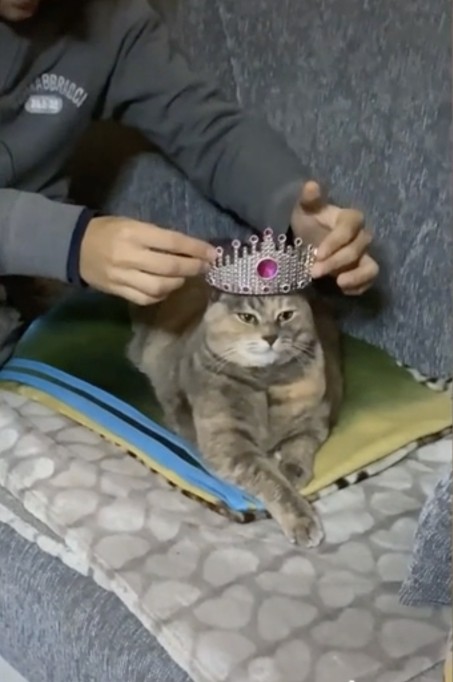 Create meme: the cat in the crown, the cat in the crown, The king cat