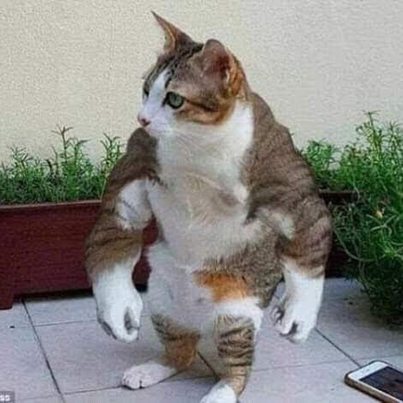 Create meme: cat without paws, cat funny , funny fat cat