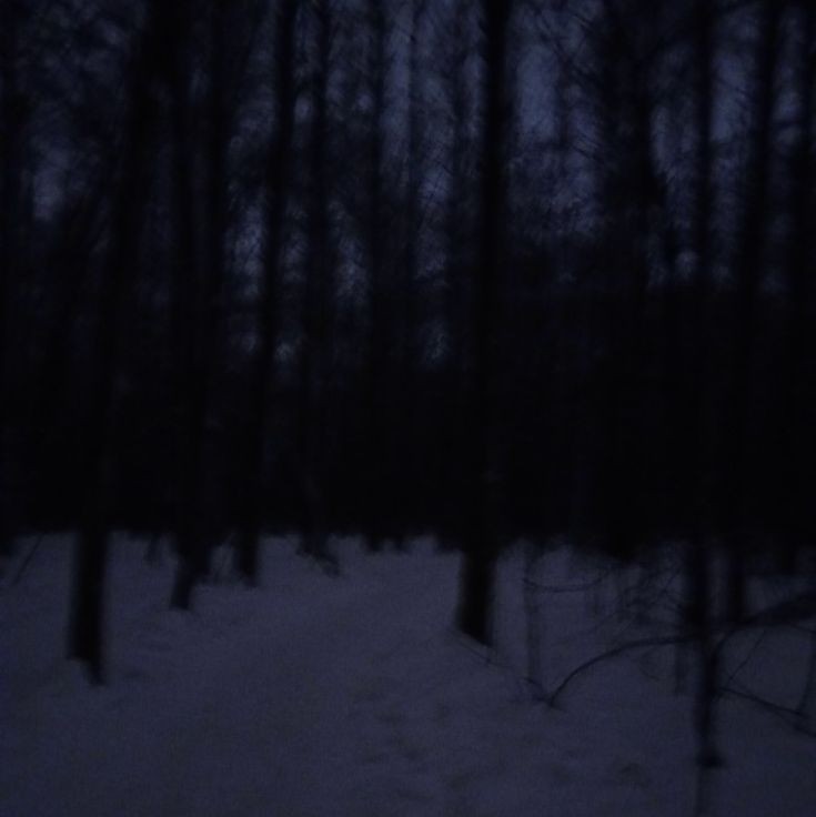 Создать мем: темный зимний лес, темный лес, снег лес