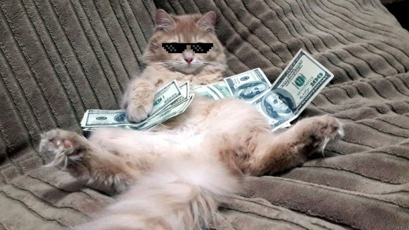 Create meme: cat with money, cat and money, the cat is rich