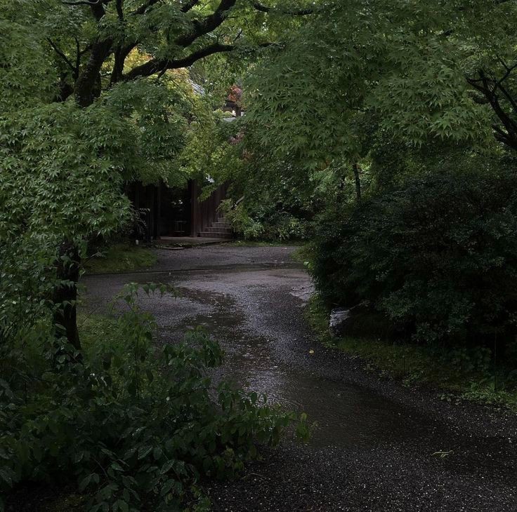 Create meme: rain in the forest, green aesthetics, the aesthetics of walking