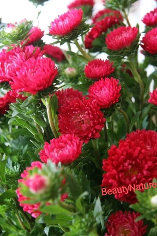 Create meme: aster annual, red aster, Aster red bouquet