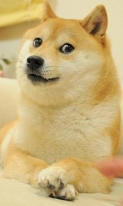 Create meme: doge, pictures dog meme, dog dogs meme