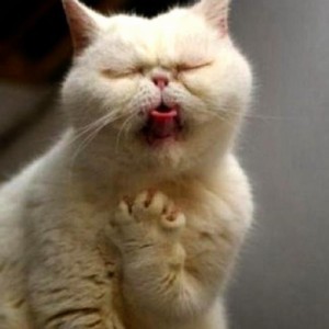 Create meme: funny cats, cat, cat coughs