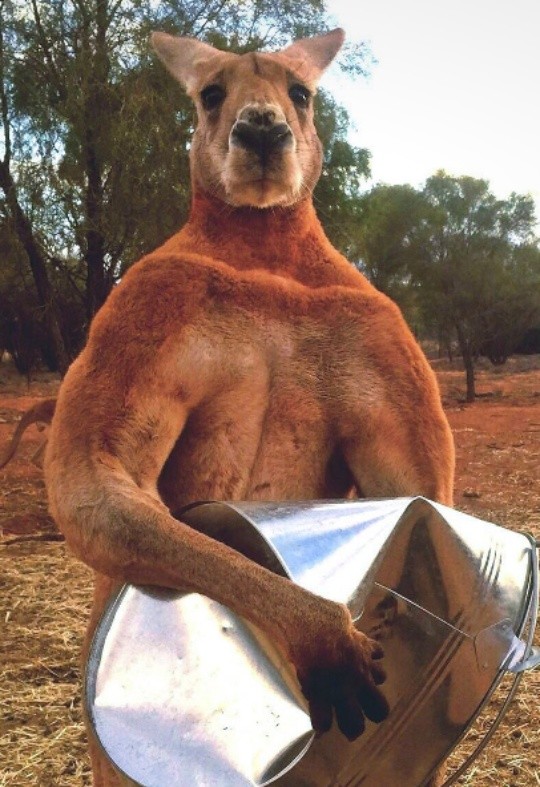 Create meme: The pumped-up kangaroo, Muscular kangaroo Roger from Australia, muscular kangaroo Roger