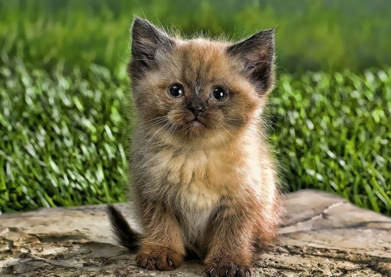 Create meme: cute kittens, cute kittens, kitties 