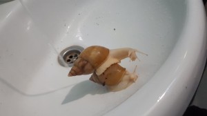 Create meme: eggs of the snail Achatina policy, the snail Achatina, the snail Achatina albino bathed