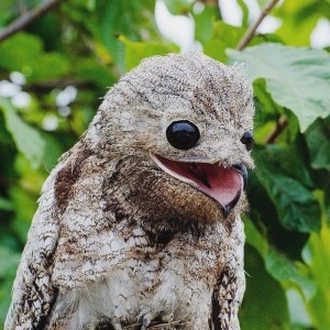 Create meme: bird, nyctibius grandis, Nighthawk art