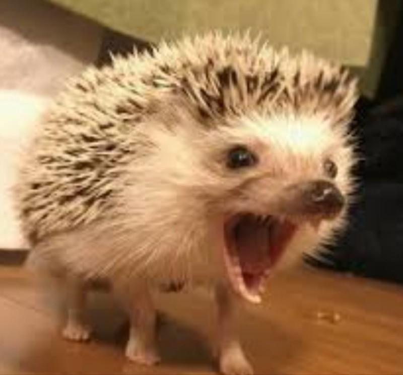 Create meme: cute hedgehog, the evil hedgehog, prickly hedgehog