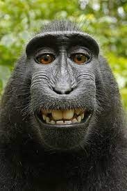 Create meme: david slater monkey selfie, monkey fumes, monkey eyes
