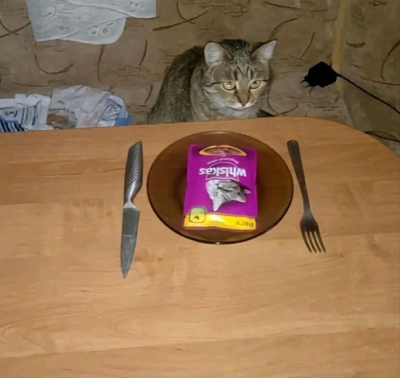 Create meme: food humor, for lunch, cat 