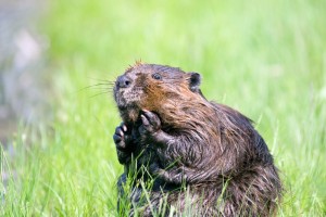 Create meme: beaver animal, swamp beaver, beaver