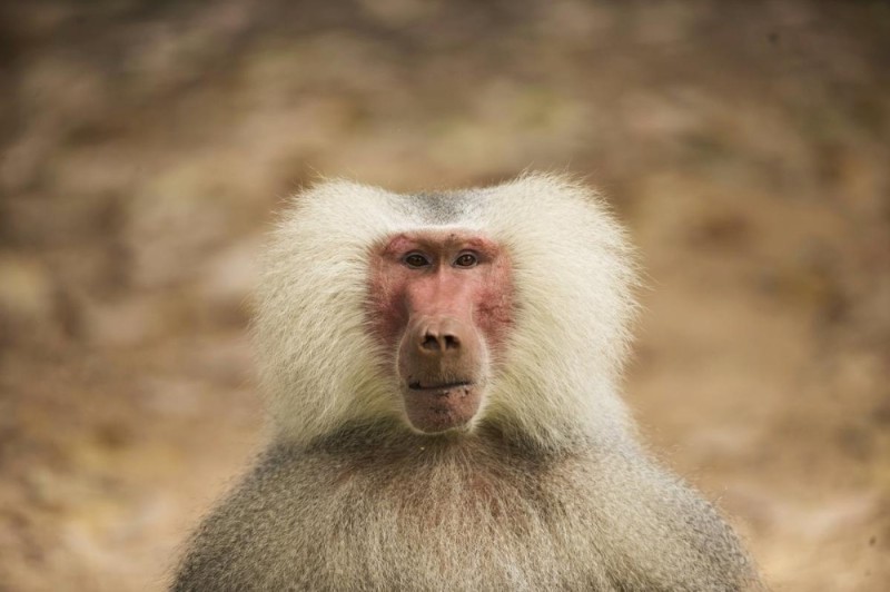 Создать мем: серая обезьяна, смешные бабуины, бабуин