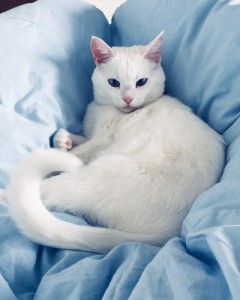 Create meme: cat, avito odd-eyed cats, white cat aesthetic