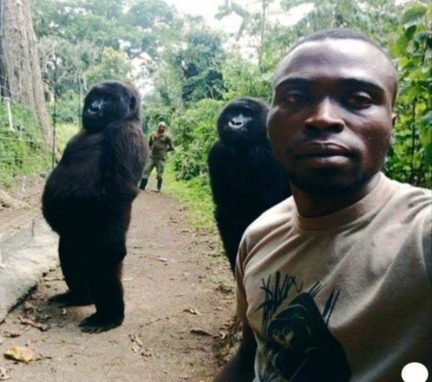 Create meme: park workers in congo take selfies with gorillas, gorilla selfie, "gorilla in the Congo", Brent Stirton,