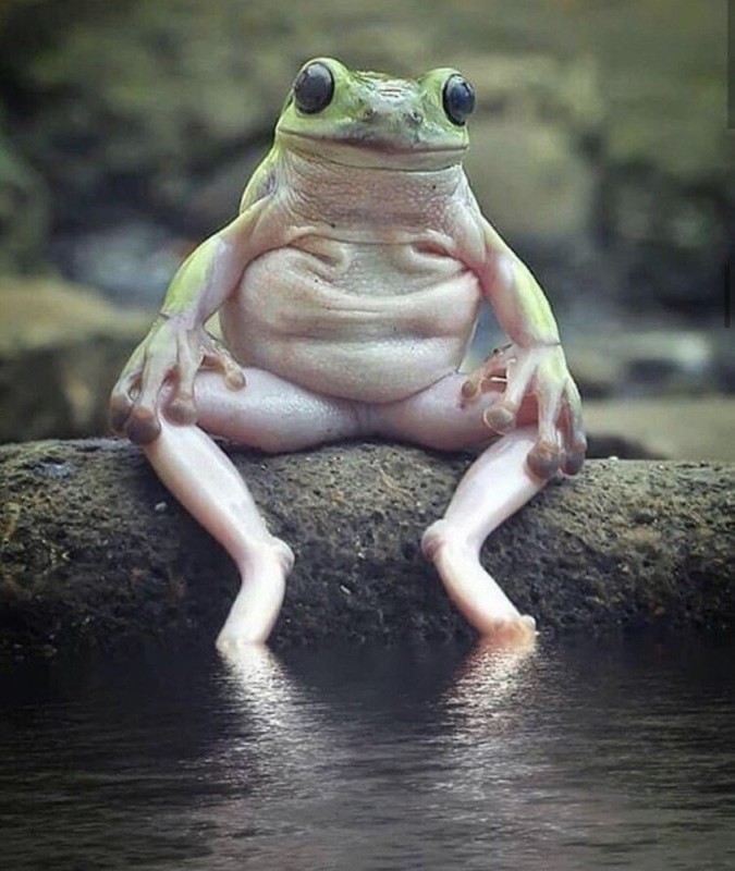 Create meme: frog frog, funny frogs, frog funny