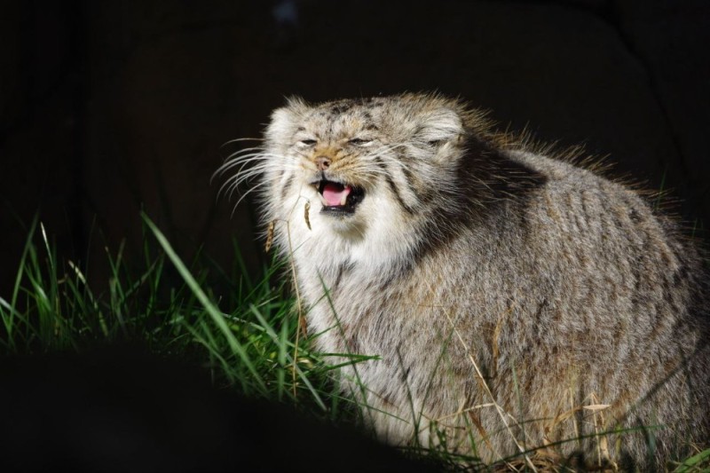 Create meme: animal manul, siberian wild cat manul, manul 