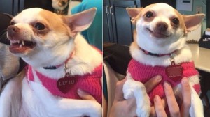 Create meme: Chihuahua memes, chihua Hua meme, Chihuahua