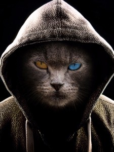 Create meme: cat, cat, hood