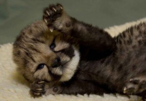 Create meme: Cheetah, Cheetah cub, cub