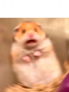 Create meme: cat, a scared hamster meme, hamster