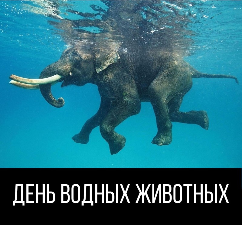 Создать мем: sea elephant, слон плавает, слон в воде