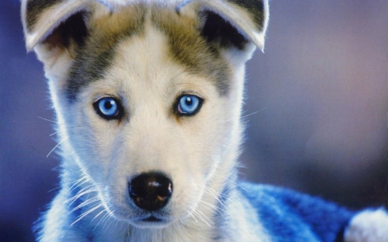 Create meme: Siberian blue-eyed huskies, Husky puppies are blue-eyed, ek blue-eyed husky