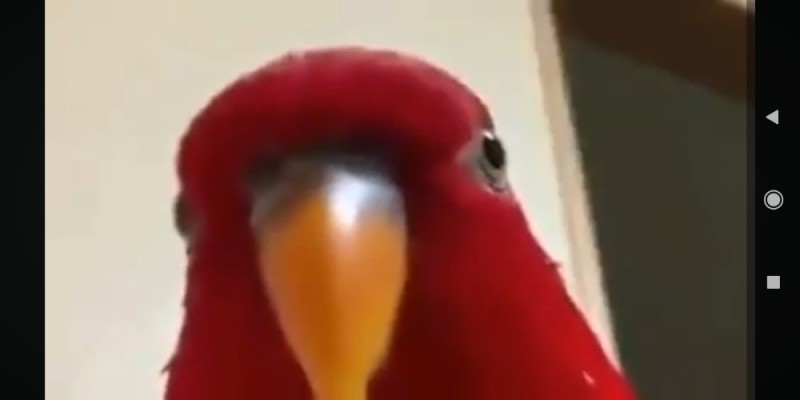 Create meme: red parrot, talking parrot, the parrot from buba