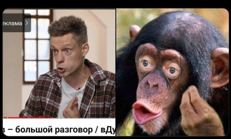 Create meme: chimp meme, screenshot 