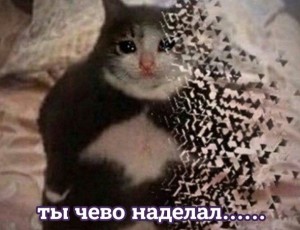 Create meme: meme cat, crying cat, cat