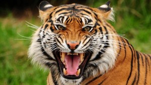 Create meme: Yerevan zoo, photos of tigers of different breeds beautiful, roar