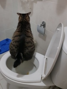 Create meme: the cat on the toilet