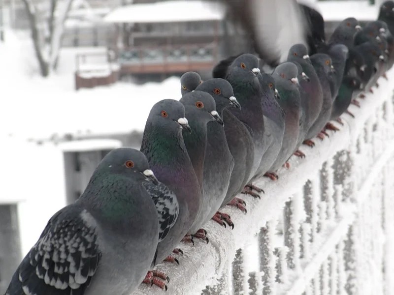 Create meme: pigeons in winter, blue pigeon, The winter pigeon