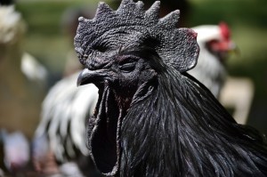 Create meme: chickens ayam cemani, aharui, chicken ayam cemani