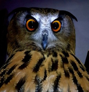Create meme: owl bird, owl, owl eyes