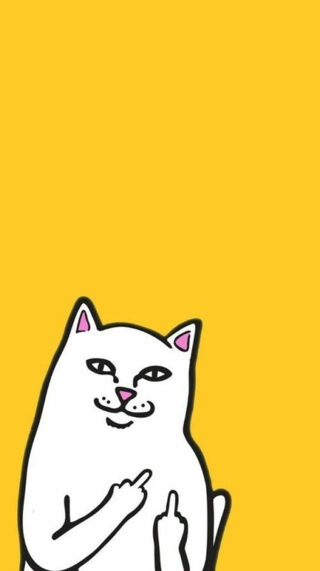 Создать мем: милые котики с факами, lord nermal, обои кот с факом