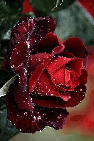 Create meme: rose tea hybrid norita, shimmering roses, red roses 