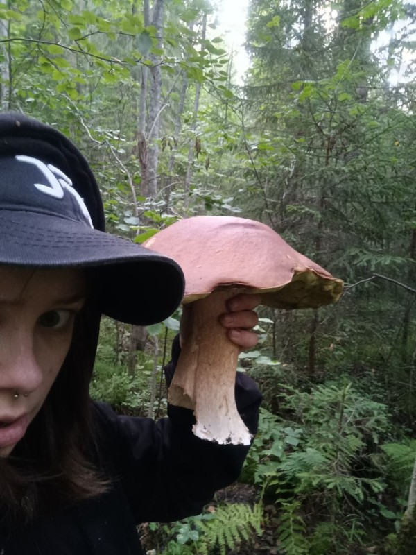 Create meme: huge porcini mushrooms, the biggest mushrooms, the biggest porcini mushrooms