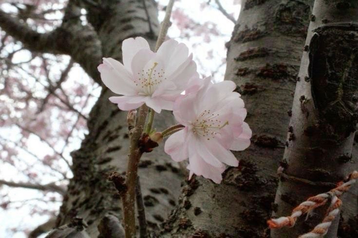 Create meme: cherry blossoms, prunus serrulata, cherry blossom
