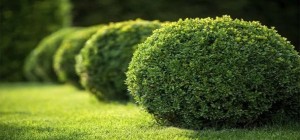 Создать мем: самшит, самшит обыкновенный, самшит вечнозеленый buxus sempervirens