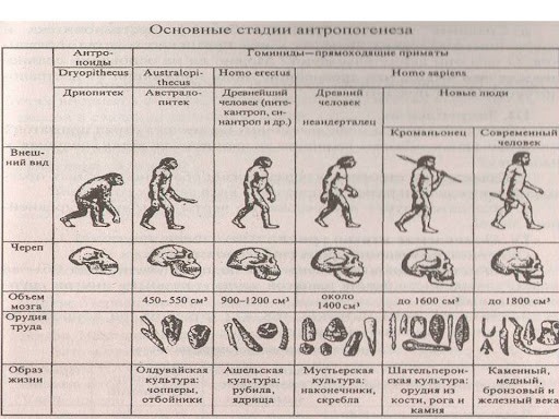 Create meme: stages of human evolution, stages of human evolution dryopithecus table, human evolution table