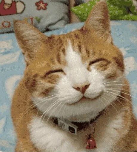 Создать мем: улыбающаяся кошка, кот, котик довольный