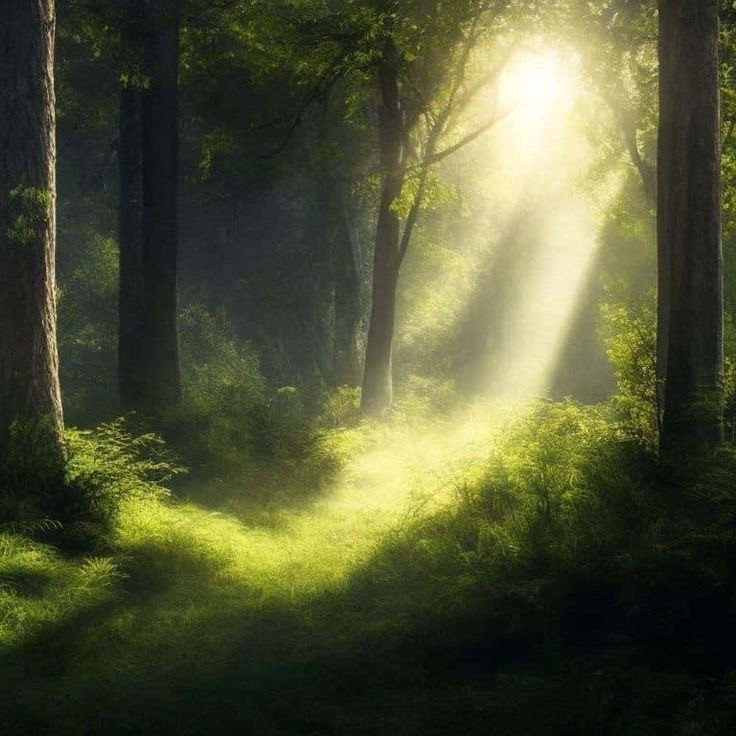 Create meme: landscapes forest, morning nature, The sun's rays in the forest